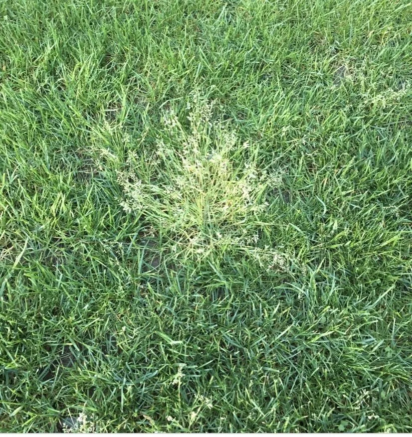 Local garden landscaping in Marietta, GA - Fairway Lawn Service