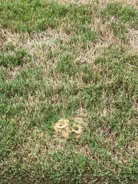 Reliable lawn mowing service experts serving Augusta, GA - Fairway Lawns of Augusta