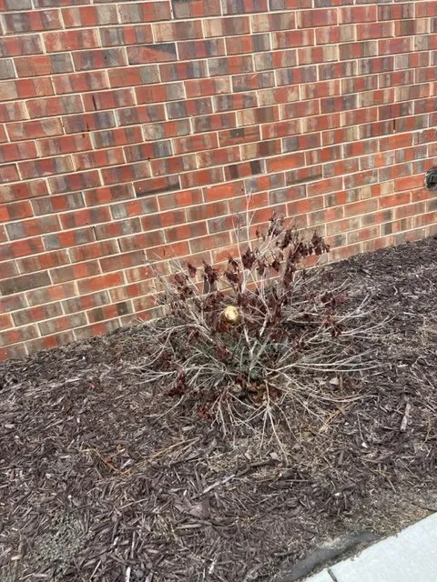 Trusted residential landscaping for beautiful yards across Augusta, GA - Fairway Lawns of Augusta