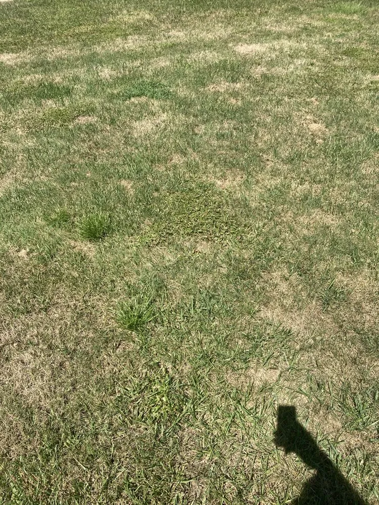 Professional yard maintenance for residential properties in Greenville, SC by Fairway Lawns of Greenville