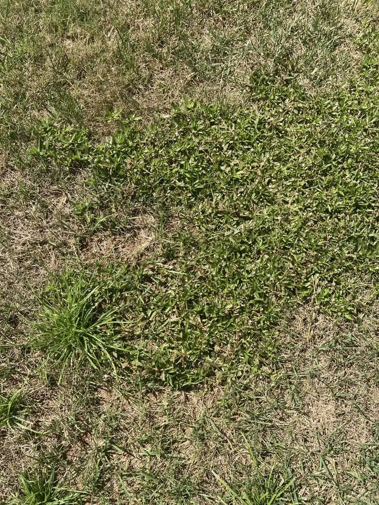 Local lawn mowing service in Greenville, SC - Fairway Lawns of Greenville