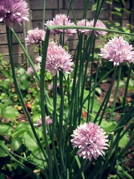 Expert yard maintenance in Little Rock, AR - Fairway Lawns of Little Rock