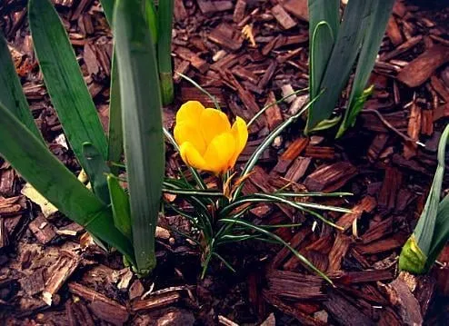 Expert outdoor landscaping for homes in Little Rock, AR by Fairway Lawns of Little Rock