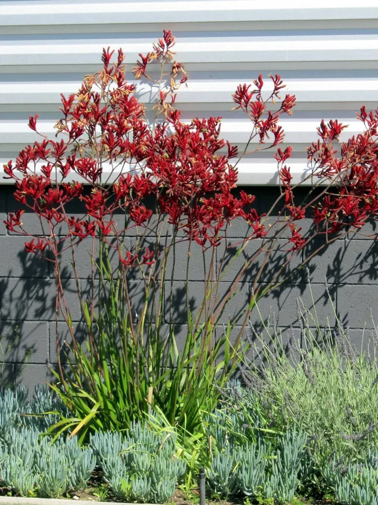 Custom lawn care service for year-round maintenance in Morro Bay, CA by Fairy Yardmother Landscape Design