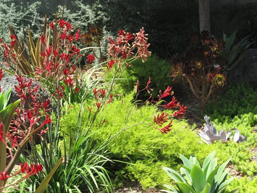 Trusted landscape installation for homes in Morro Bay, CA by Fairy Yardmother Landscape Design