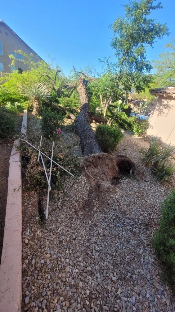 Expert yard cleanup service experts serving Phoenix, AZ - Faith Landscaping