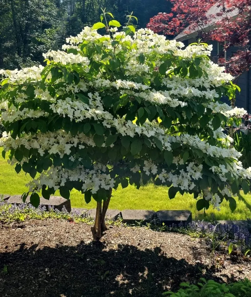 Local outdoor landscaping in Mount Vernon, WA - Faith Lawn Care Services