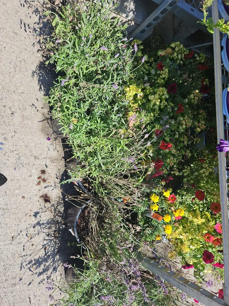 Affordable lawn mowing service in Mount Vernon, WA by Faith Lawn Care Services