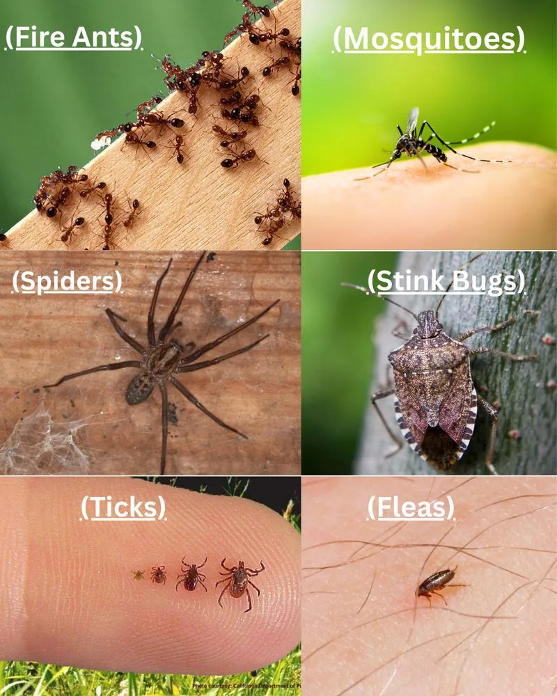 Custom yard cleanup service in Wilson, NC by Faithful Fireman Lawn