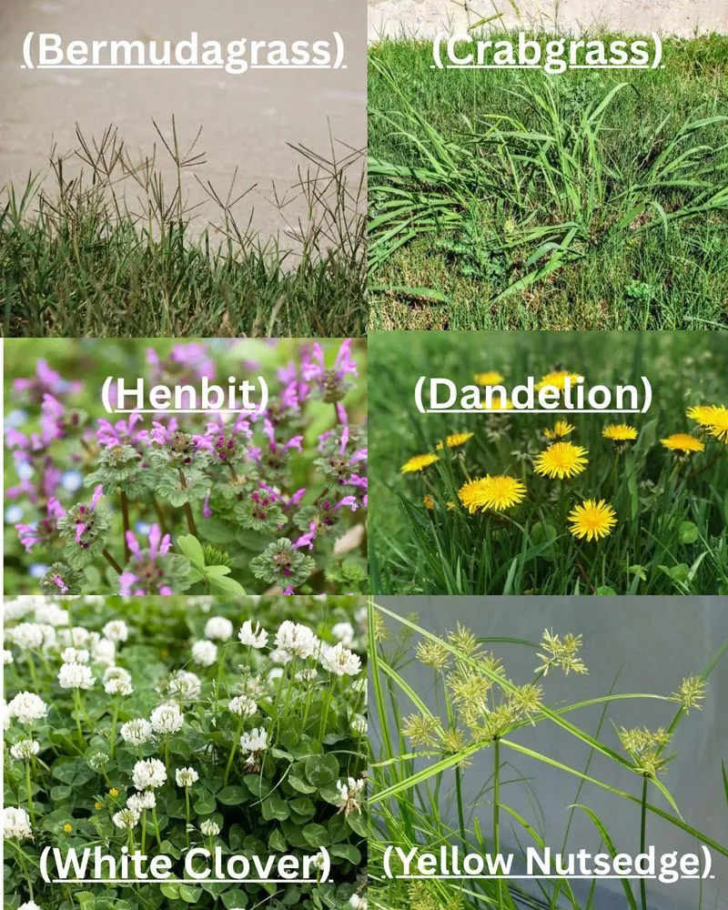 Affordable landscape installation for homes across Wilson, NC - Faithful Fireman Lawn