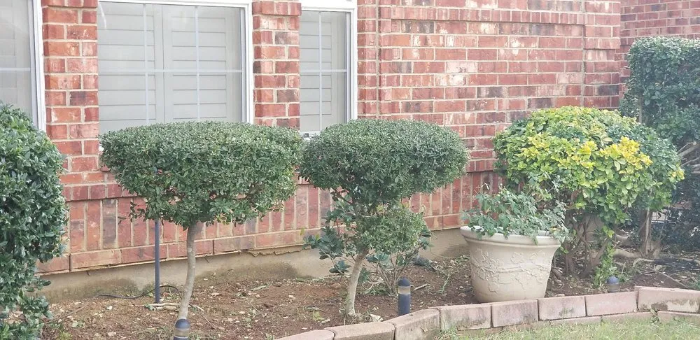 Professional residential landscaping near you in Saginaw, TX by Faithful Lawn Care