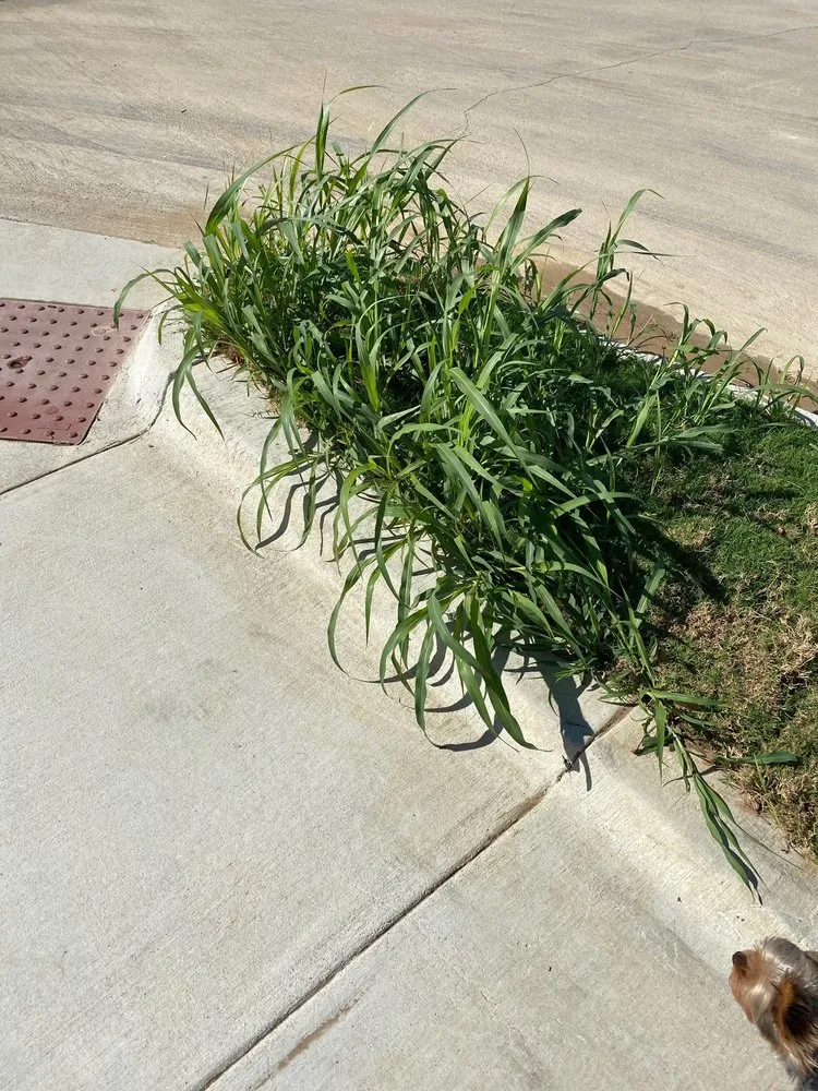 Trusted garden landscaping for year-round maintenance in Saginaw, TX by Faithful Lawn Care