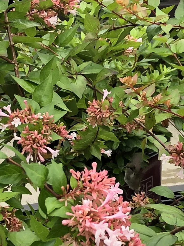 Custom landscape design in Richmond, VA by Faithfully Growing Landscape Design