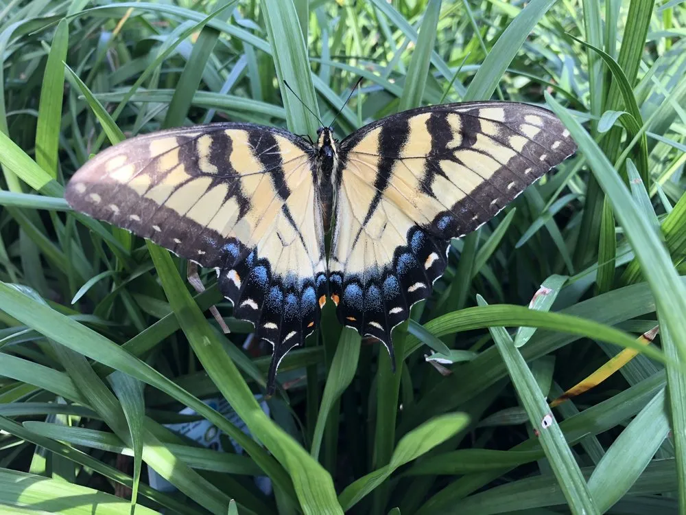 Reliable landscape installation for homes across Richmond, VA - Faithfully Growing Landscape Design