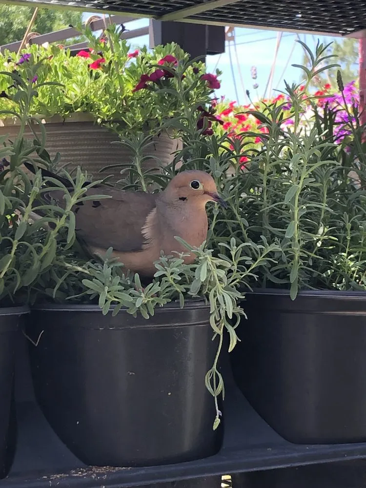 Professional landscape installation experts serving Richmond, VA - Faithfully Growing Landscape Design