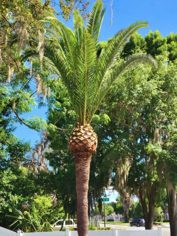 Custom yard cleanup service in Mount Dora, FL - Faithscapes