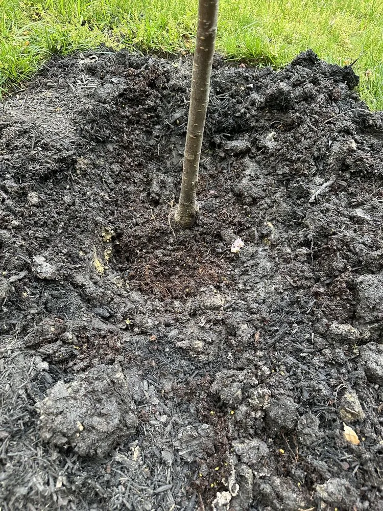 Top-rated yard cleanup service for year-round maintenance in Highland Beach, MD by Fajardo's Landscape