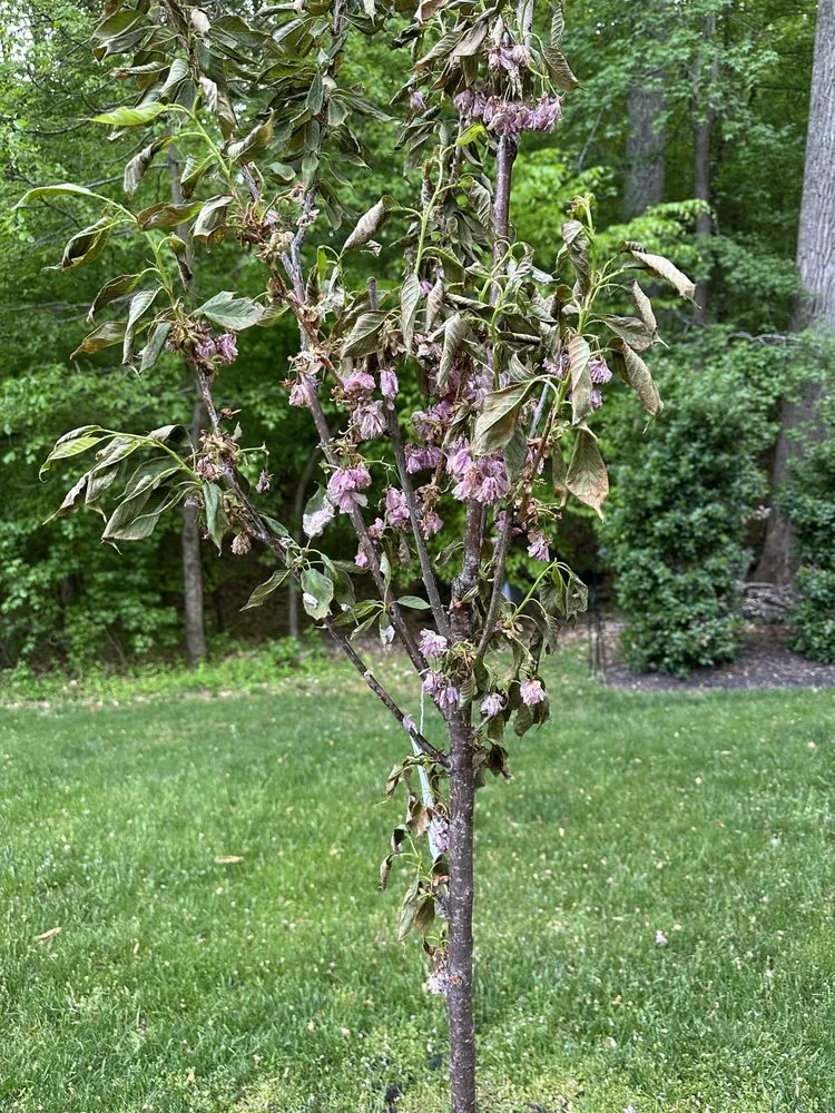 Local garden landscaping experts serving Highland Beach, MD - Fajardo's Landscape