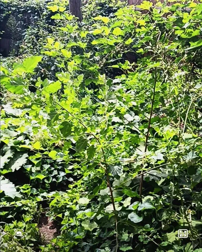Trusted yard maintenance near you in Flushing, NY by Fajugica Landscaping