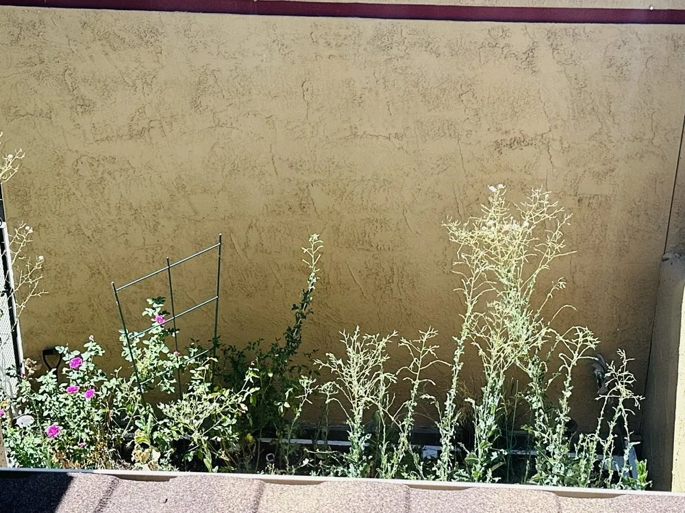 Top-rated outdoor landscaping with custom design in Reno, NV by Falcon Landscape