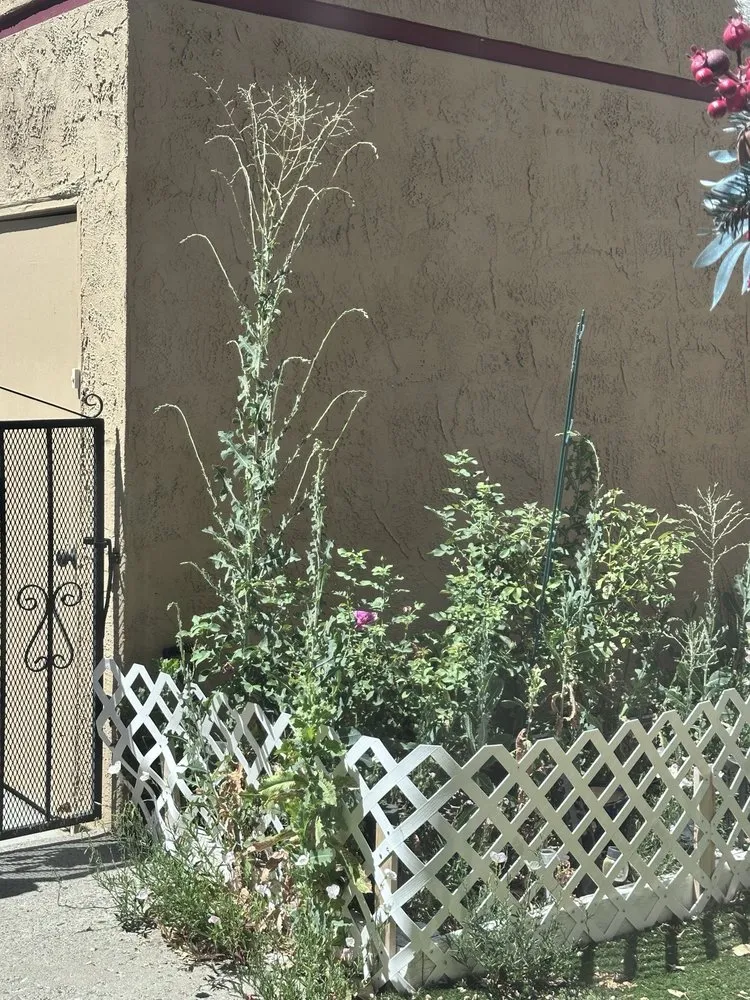 Top-rated yard maintenance in Reno, NV - Falcon Landscape