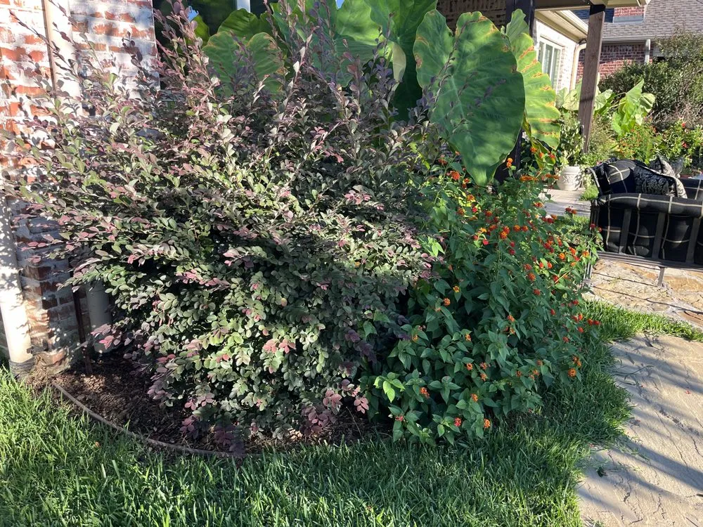 Expert yard cleanup service for year-round maintenance across Tyler, TX - Falcon Landscape