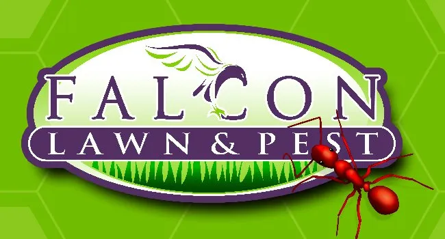 Professional yard cleanup service near you in Orlando, FL by Falcon Lawn & Pest