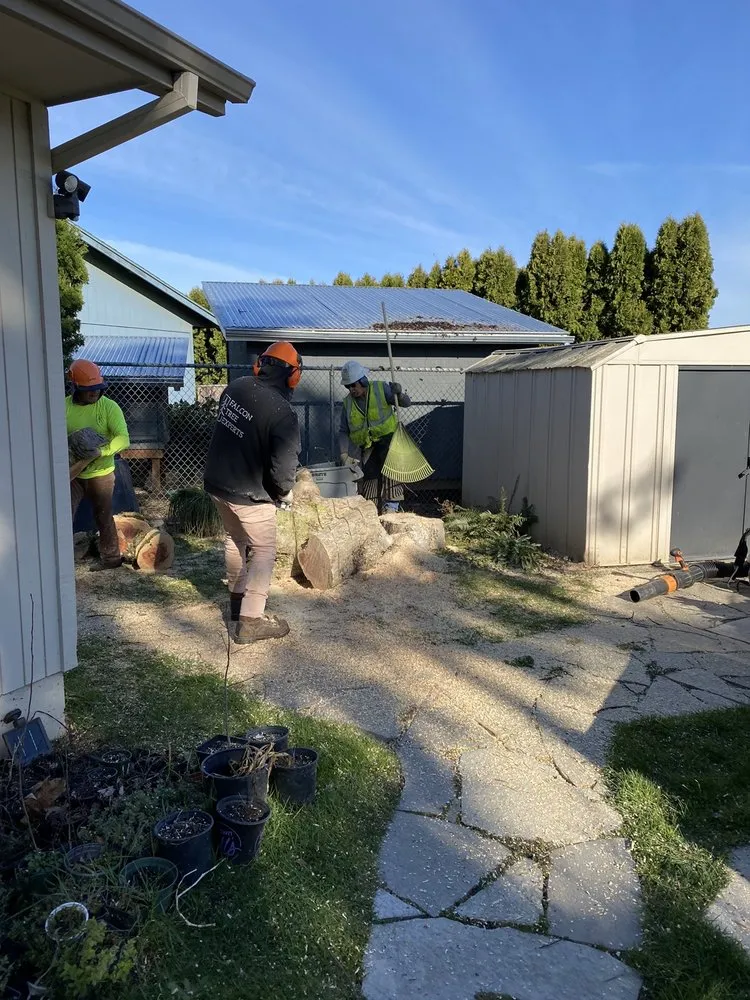 Professional landscape installation in Keizer, OR by Falcon Tree Experts