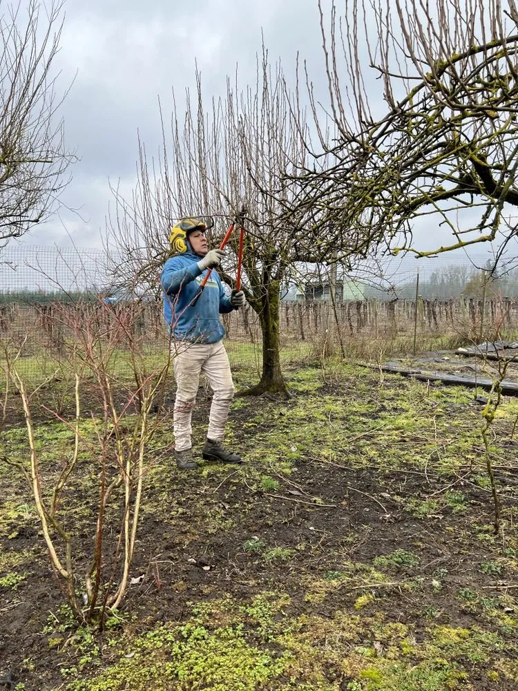 Affordable landscape design for beautiful yards across Keizer, OR - Falcon Tree Experts