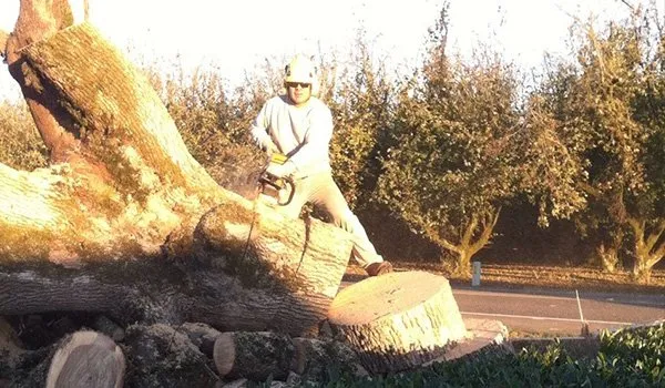 Expert outdoor landscaping for residential properties across Keizer, OR - Falcon Tree Experts