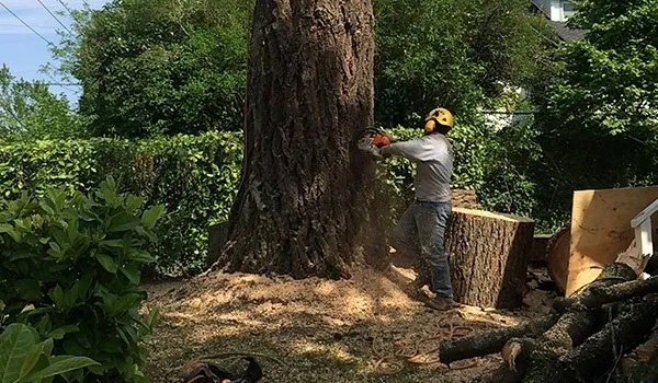 Trusted landscape design for homes across Keizer, OR - Falcon Tree Experts