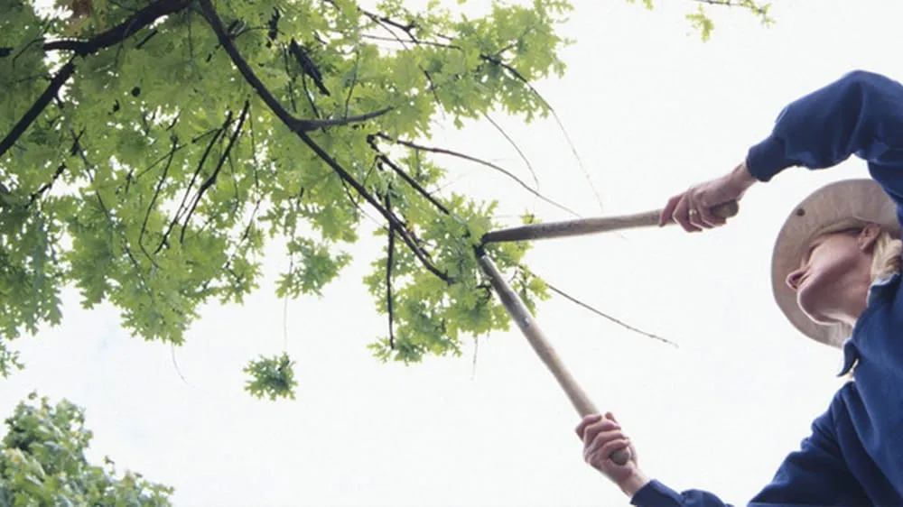 Reliable lawn mowing service experts serving Keizer, OR - Falcon Tree Experts