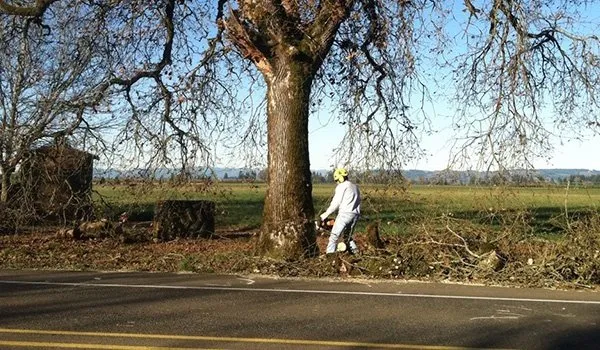 Affordable landscape design for homes in Keizer, OR by Falcon Tree Experts