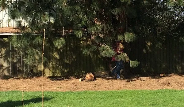 Reliable landscape design for homes across Keizer, OR - Falcon Tree Experts