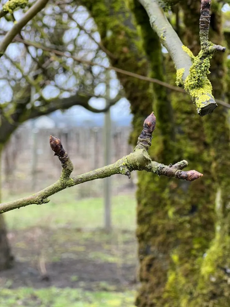 Local landscape design in Keizer, OR by Falcon Tree Experts