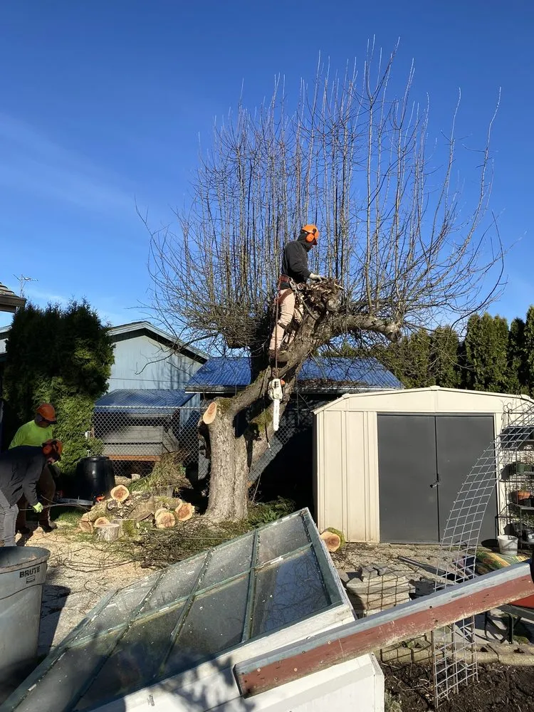 Reliable residential landscaping experts serving Keizer, OR - Falcon Tree Experts