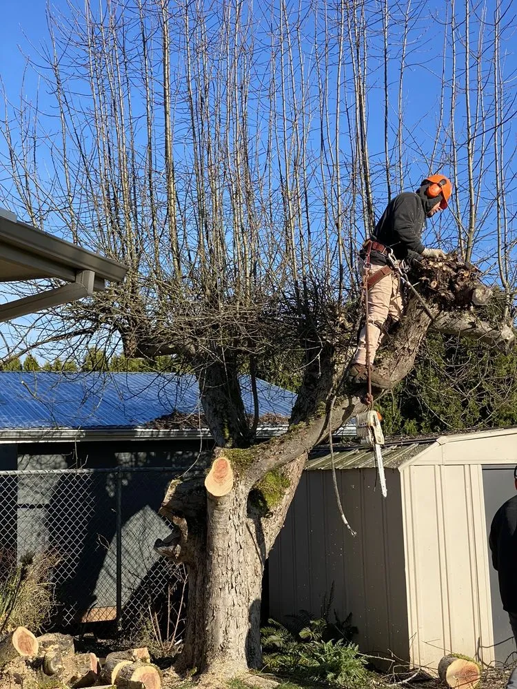 Expert outdoor landscaping for outdoor upgrades across Keizer, OR - Falcon Tree Experts