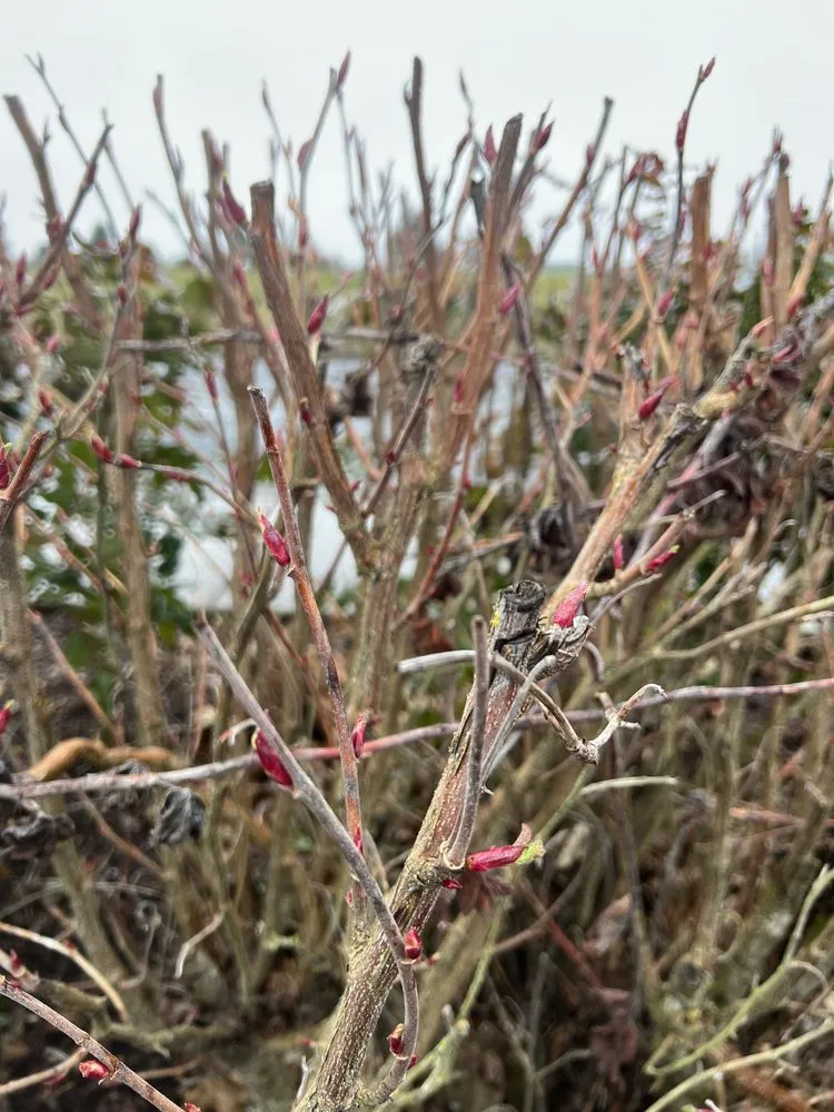 Top-rated landscape installation in Keizer, OR - Falcon Tree Experts