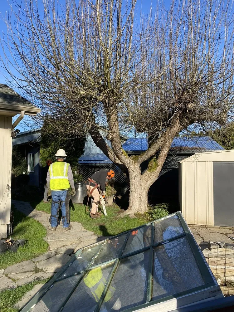 Custom landscape installation for beautiful yards across Keizer, OR - Falcon Tree Experts