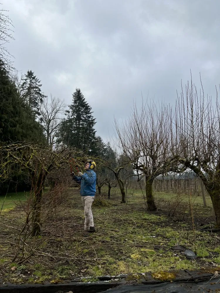 Custom landscaping services for beautiful yards across Keizer, OR - Falcon Tree Experts