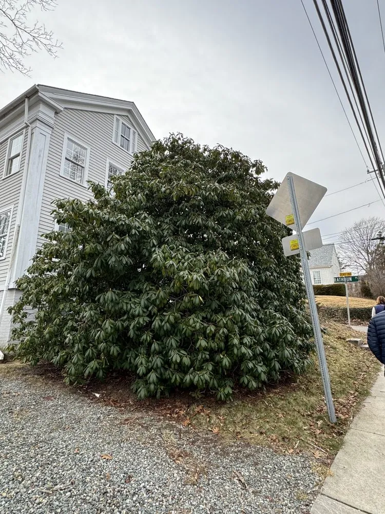 Top-rated yard cleanup service in Ledyard, CT - Falcone Landscape Design & Maintenance