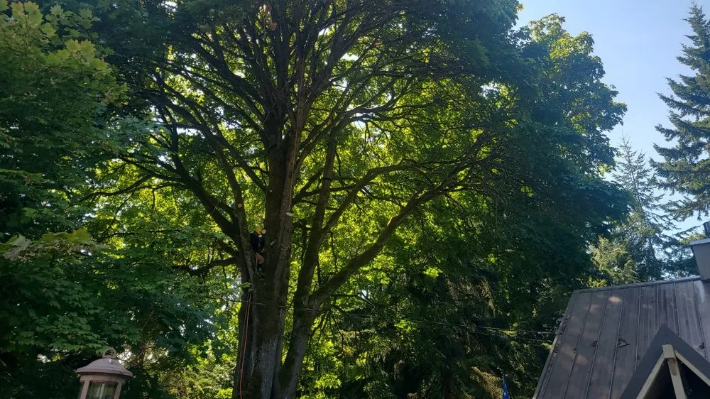 Trusted residential landscaping for homes across Belfair, WA - Falcons Landscaping & Tree Services