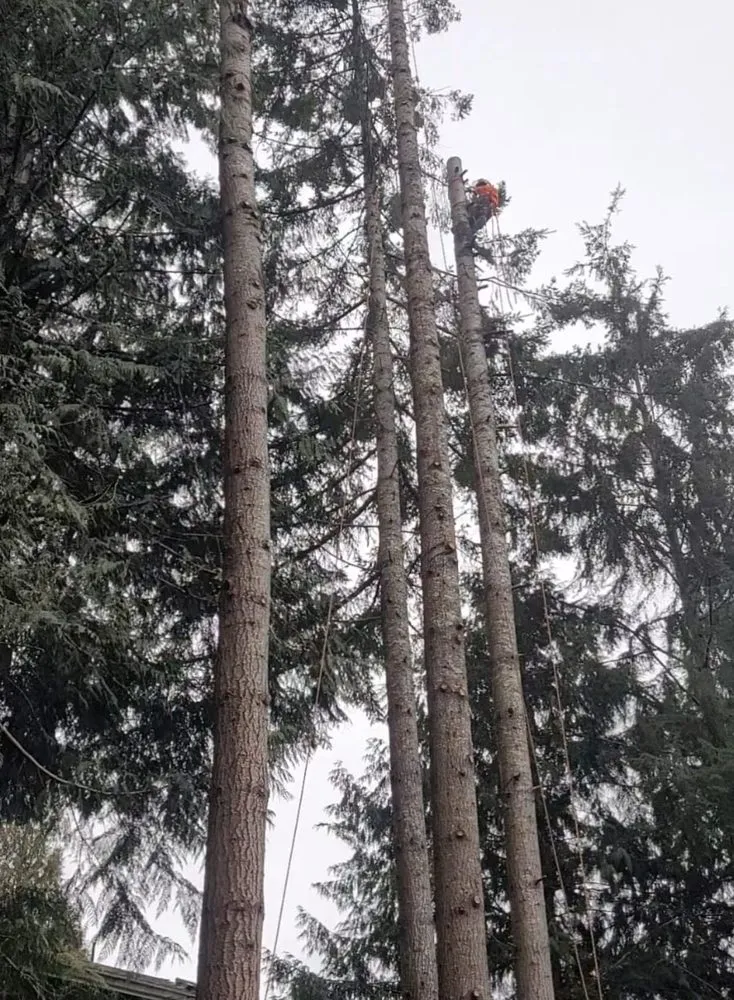 Local outdoor landscaping in Belfair, WA - Falcons Landscaping & Tree Services