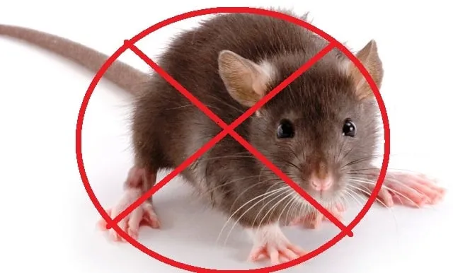 Trusted lawn care service for year-round maintenance across Sparta, NJ - Fall Guys