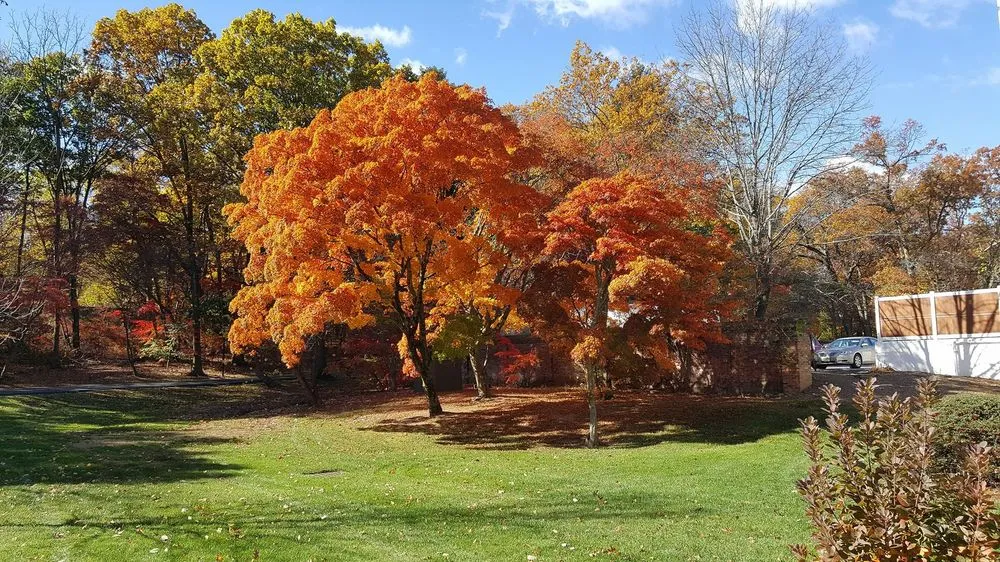 Expert yard maintenance in Sparta, NJ - Fall Guys