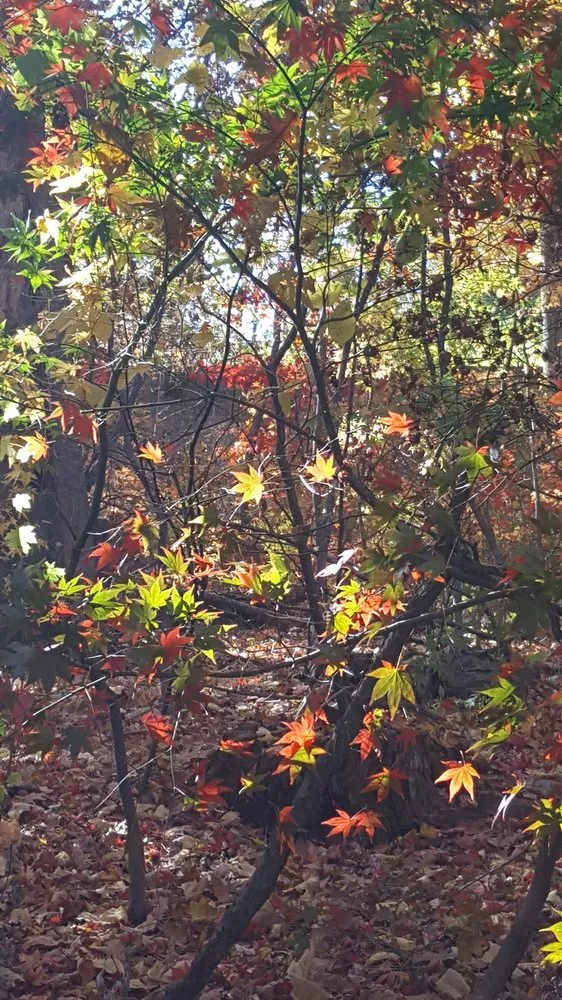 Reliable garden landscaping in Sparta, NJ by Fall Guys