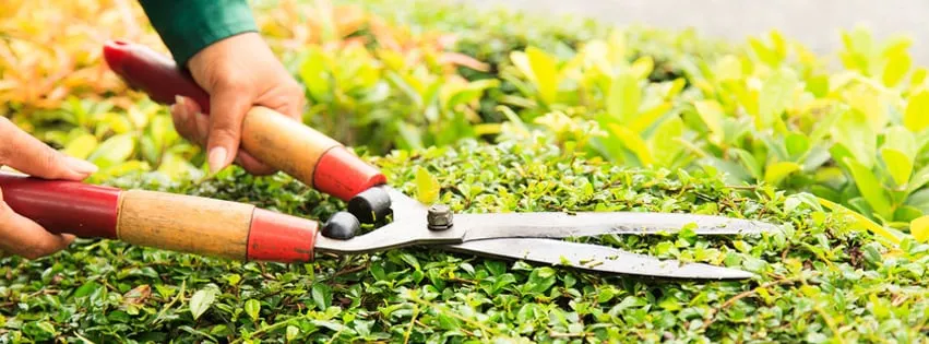 Trusted landscaping services in Houston, TX - Fall Landscape & Tree Service