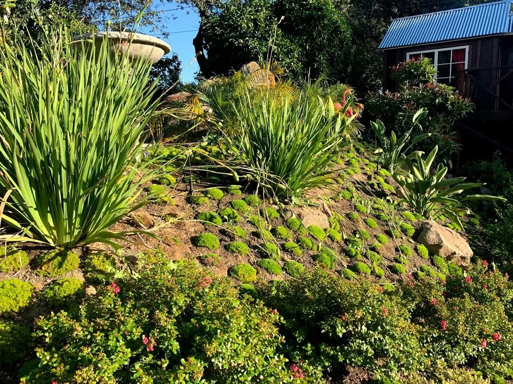 Expert yard cleanup service in Fair Oaks, CA - Fallen Leaf Construction