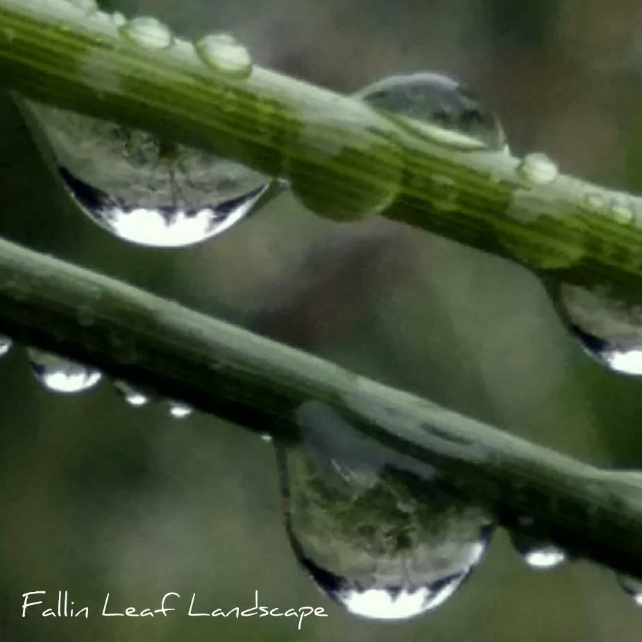 Local yard maintenance for year-round maintenance across Camas, WA - Fallin Leaf Landscape Maintenance