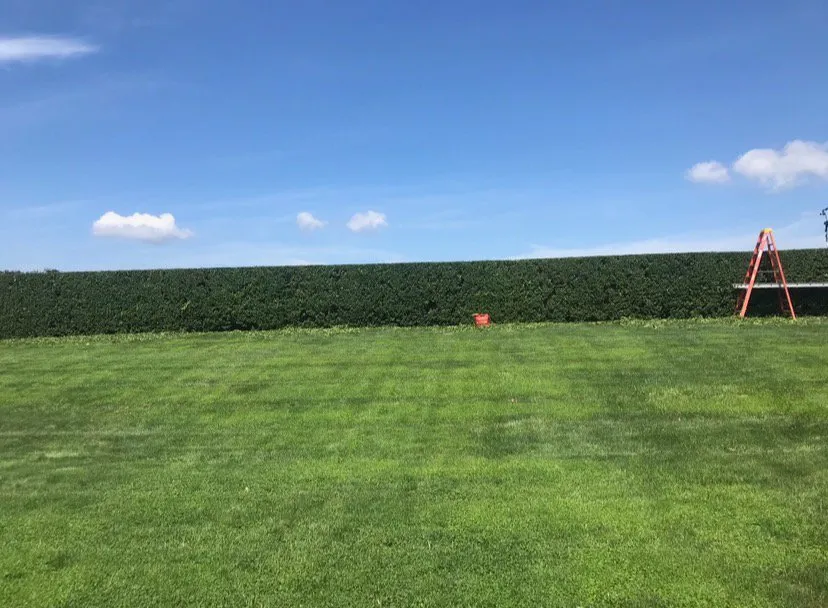 Local landscaping services in Southampton, NY - Falling Leaves